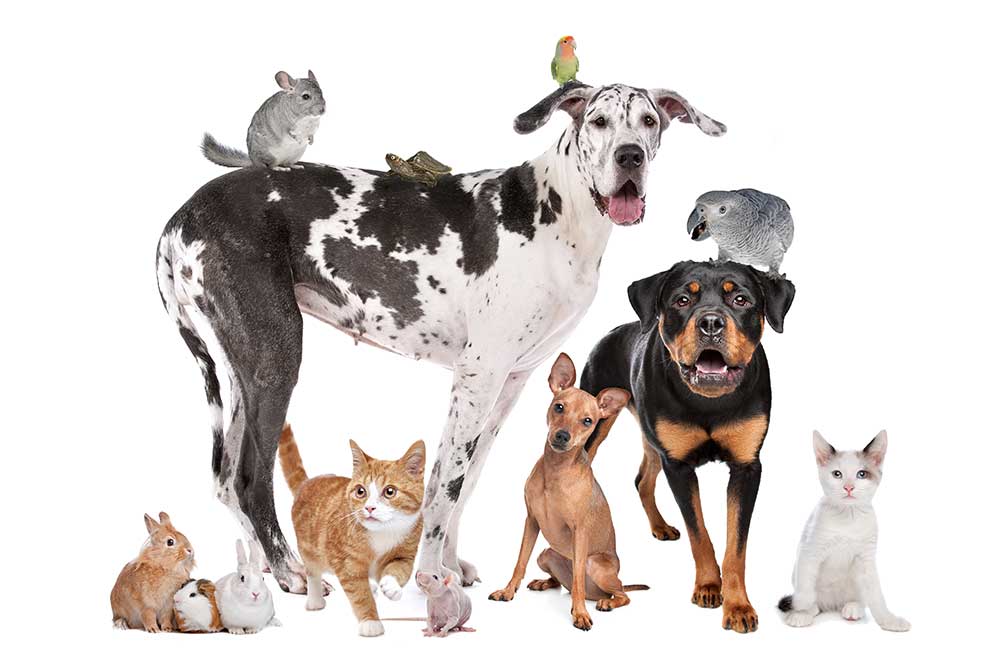 Your home pet store care